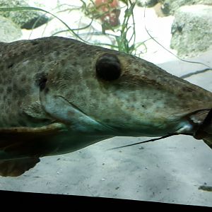 Giraffe catfish