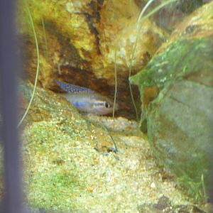 Parosphromenus linkei