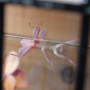 Orchid Mantis