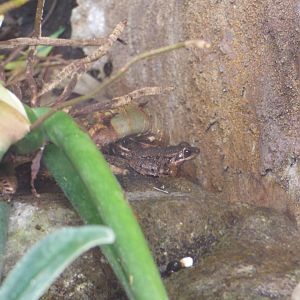 Asian Stream Frog