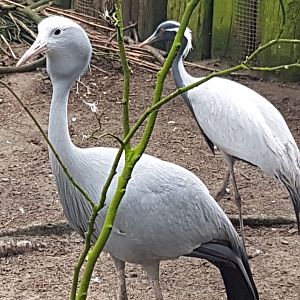 Blue and Demoiselle cranes