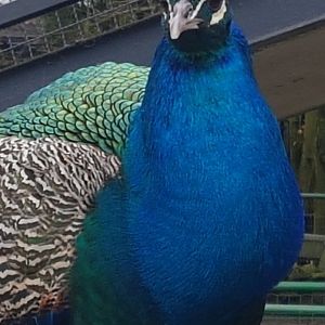 Blue peacock
