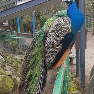Blue peacock