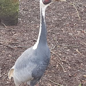 White-necked crane