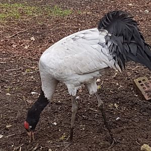 Black-necked crane