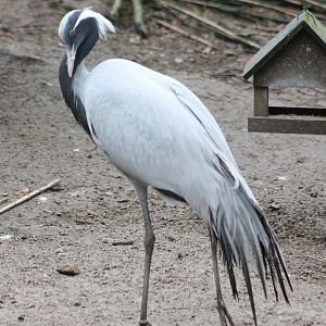 Demoiselle crane