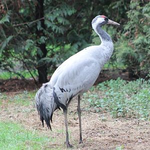 European crane