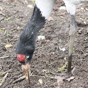 Black-necked Crane