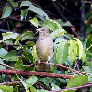 Buff-vented Bulbul