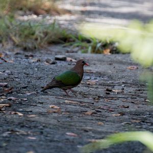 Asian Emerald Dove