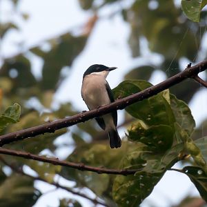 Blackwing Flycatcher-shrike