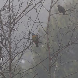 Little Green Pigeons in the mists