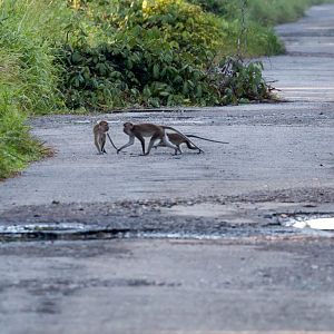 Crab-eating Macaques