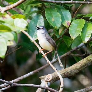 Yellow-bellied Prinia