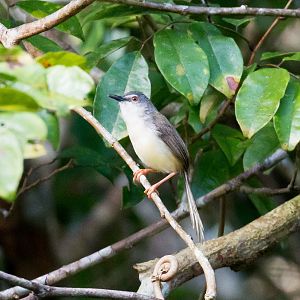 Yellow-bellied Prinia