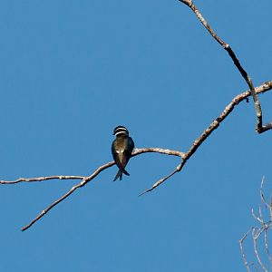 Whiskered Treeswift