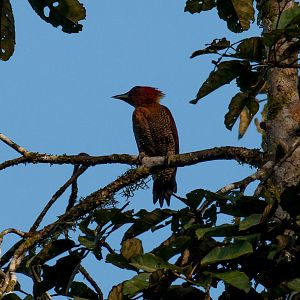 Banded Woodpecker