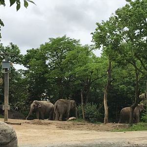 Elephant Reserve
