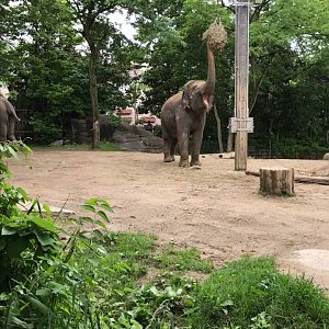 Elephant Reserve