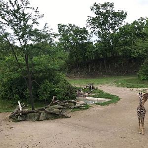 Giraffe Ridge