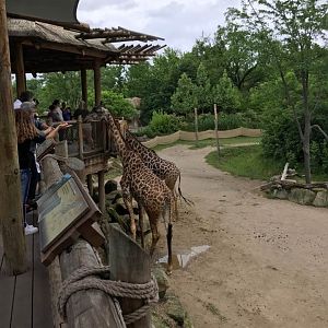 Giraffe Ridge