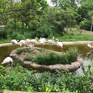 Africa- Flamingo