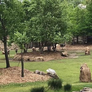 Africa- Savanna (Impala, Thomson's Gazelle, Lesser Kudu, Ostrich, Birds)