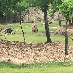 Africa- Savanna (Impala, Thomson's Gazelle, Lesser Kudu, Ostrich, Birds)