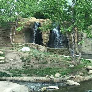 Africa- African Wild Dog