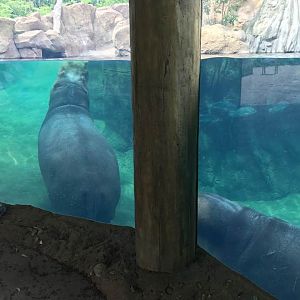 Africa- Hippo Cove