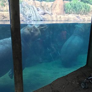 Africa- Hippo Cove