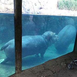 Africa- Hippo Cove
