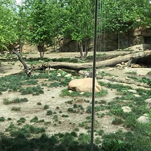 Africa- African Wild Dog