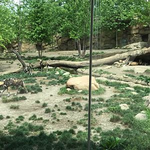 Africa- African Wild Dog