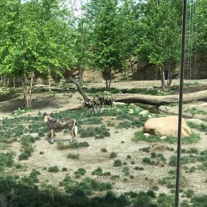 Africa- African Wild Dog