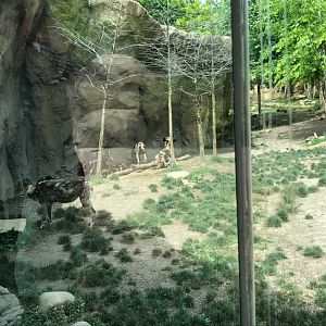 Africa- African Wild Dog