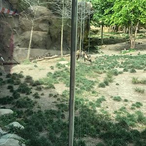 Africa- African Wild Dog