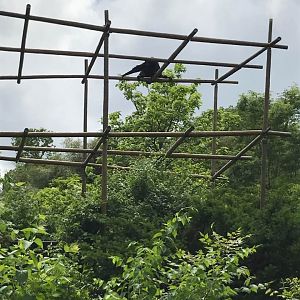 Gibbon Island- Siamang