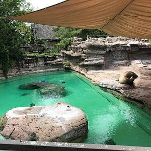 Wolf Woods- Sea Lion