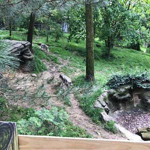 Wolf Woods- Gray Wolf