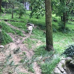 Wolf Woods- Gray Wolf