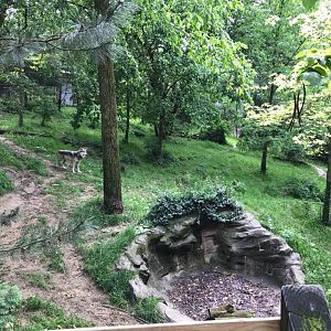 Wolf Woods- Gray Wolf