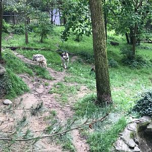 Wolf Woods- Gray Wolf