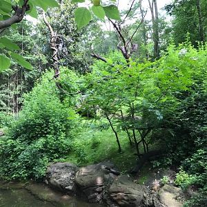 Jungle Trails- Mueller's Gibbon