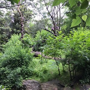 Jungle Trails- Mueller's Gibbon