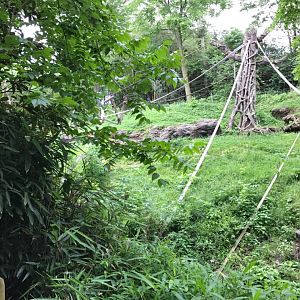 Jungle Trails- Orangutan