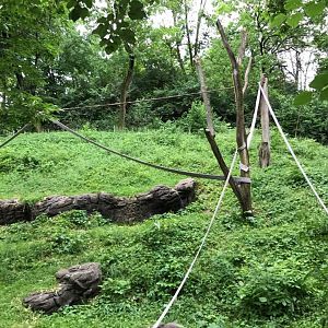 Jungle Trails- Orangutan