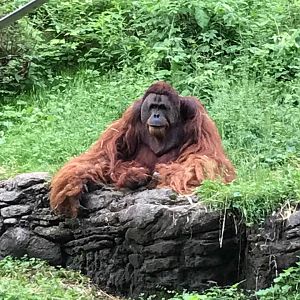Jungle Trails- Orangutan