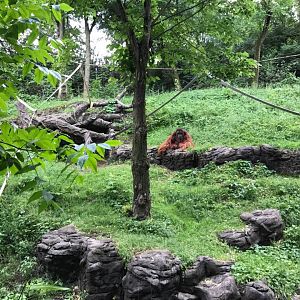 Jungle Trails- Orangutan