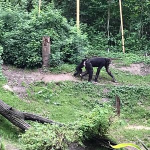 Jungle Trails- Bonobo